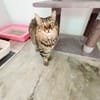 Ruhige und sanfte Katzen Zara und Winnie