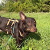 katzenverträglicher Junghund COCO sucht konsequente Menschen