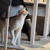 Kuscheliger Lord sucht sein Kuschelkörbchen