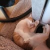 Kuscheliger Lord sucht sein Kuschelkörbchen