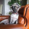 Agora1, verschmust/klug, sucht Zuhause. NEUE FOTOS!!!!!!!
