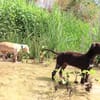 Melón - liebevolles Zuhause gesucht