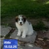 Aldo; ruhiger, liebevoller Welpe