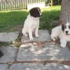 Aldo; ruhiger, liebevoller Welpe