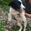 Andy; ruhiger, liebevoller Welpe