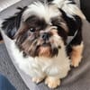 Bofur💕 lieber und unkomplizierter kleiner Rüde