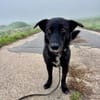 AMY SUCHT EIN NEUES ZUHAUSE!