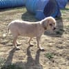 Regina dit margarita paa24468