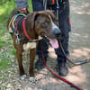 koska