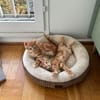 Lupin et Miel