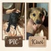 KIWI e PIC