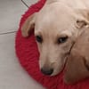 BOUBA
