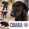Mini-Mäuschen CHIARA sucht ihr großes Glück!