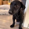 Mini-Mäuschen CHIARA sucht ihr großes Glück!