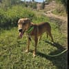 🐾 Junghund Mara sucht seine Menschen fürs Leben🐾