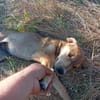 🐾 Junghund Mara sucht seine Menschen fürs Leben🐾