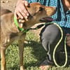 🐾 Junghund Mara sucht seine Menschen fürs Leben🐾