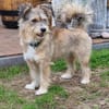 Luna sucht ihre Familie