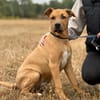 Neeko -Wunderschöner sportlicher Junghund