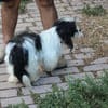 Pamino - verschmuster, lieber Rüde