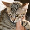 Priscilla sucht eigenes Körbchen
