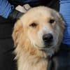 Jazz - kinderlieber Familienhund