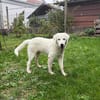 Alba aus 72805 sucht ihre Menschen