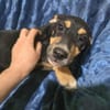🐾 Welpe Vigo sucht sein Für-immer-Zuhause! 🏡❤