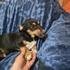🐾 Welpe Vigo sucht sein Für-immer-Zuhause! 🏡❤