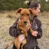 Sawyer-Quirliger, neugieriger Welpenjunge sucht sein Zuhause