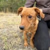 Sawyer-Quirliger, neugieriger Welpenjunge sucht sein Zuhause