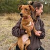 Sawyer-Quirliger, neugieriger Welpenjunge sucht sein Zuhause