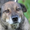 Bella - liebe, verschmuste Traumhündin