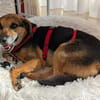 OldLady ♥Molly♥ liebevolle gesellige Seele einer Seniorin