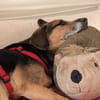 OldLady ♥Molly♥ liebevolle gesellige Seele einer Seniorin