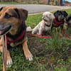 OldLady ♥Molly♥ liebevolle gesellige Seele einer Seniorin