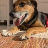 OldLady ♥Molly♥ liebevolle gesellige Seele einer Seniorin