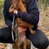 Sandy Quirliges Hundemädchen sucht ein liebevolles Zuhause