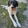 CIRCE ... SUCHT EIN ZUHAUSE
