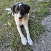 CIRCE ... SUCHT EIN ZUHAUSE