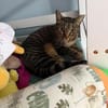 Gras unter den Pfoten: Malte in Flörsheim