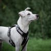 Geben Sie Artemis eine Chance?