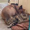Kuschelbär Kuno wartet auf seine Menschen!