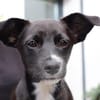 Verspielte Junghündin POPPY sucht ihr Zuhause!