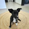 Verspielte Junghündin POPPY sucht ihr Zuhause!