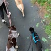 Verspielte Junghündin POPPY sucht ihr Zuhause!