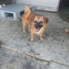 Eine Fee flattert in dein Zuhause