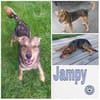 Jampy * und ab ins Herz seiner Menschen