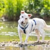 JONATHAN -sucht erfahrene Menschen-