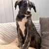 Fritzi - kleine Schönheit mit großen Kulleraugen